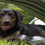 8 cosas que hacen a tu perro infeliz, aunque no te lo imagines