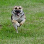 8 cosas que hacen a tu perro infeliz, aunque no te lo imagines