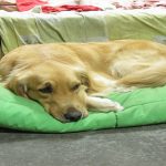 8 cosas que hacen a tu perro infeliz, aunque no te lo imagines