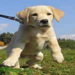 8 cosas que hacen a tu perro infeliz, aunque no te lo imagines