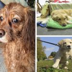 8 cosas que hacen a tu perro infeliz, aunque no te lo imagines