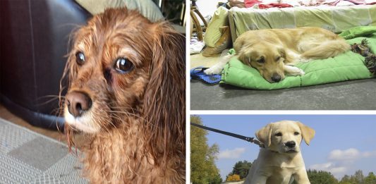 8 cosas que hacen a tu perro infeliz, aunque no te lo imagines