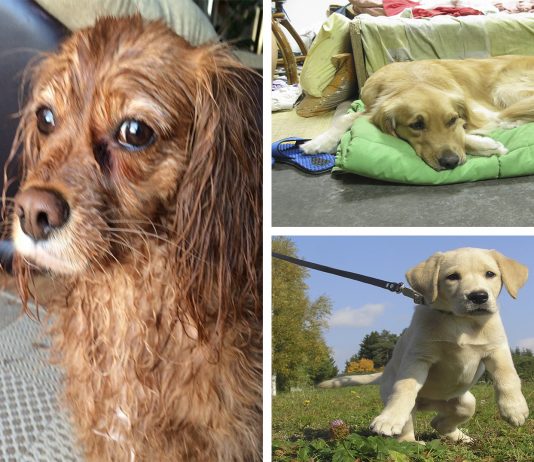 8 cosas que hacen a tu perro infeliz, aunque no te lo imagines 8 cosas que hacen a tu perro infeliz, aunque no te lo imagines