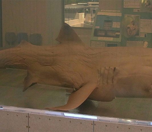 ¿Conoces al tiburón más extraño del mundo?