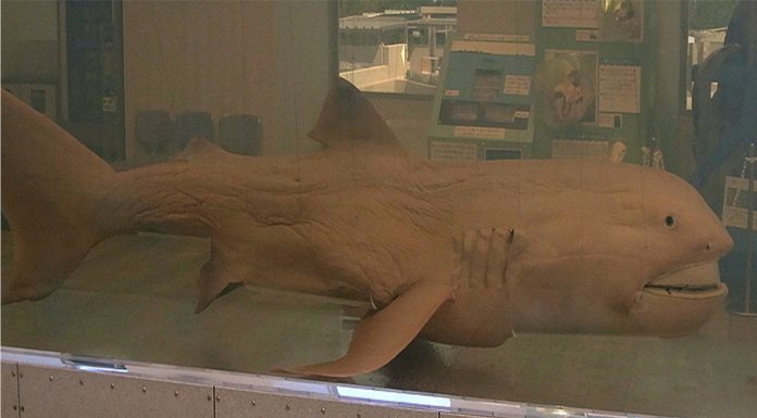¿Conoces al tiburón más extraño del mundo?