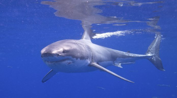 ¿Por qué no hay tiburones blancos en acuarios?