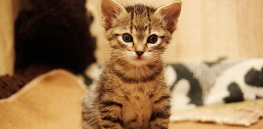 La asombrosa razón por la que te gustan los gatos