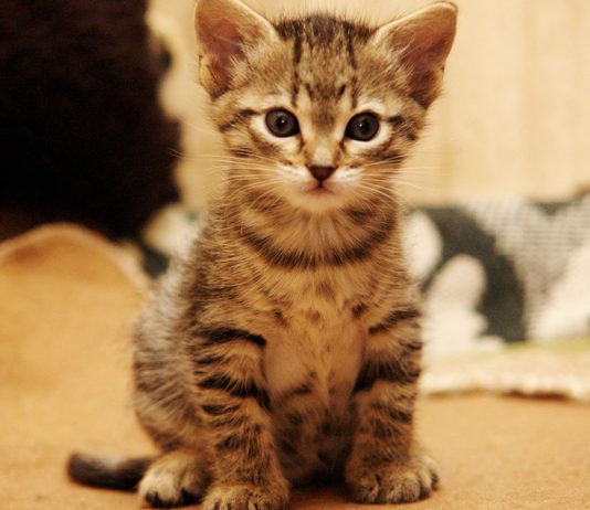 La asombrosa posible razón por la que te gustan los gatos La asombrosa razón por la que te gustan los gatos