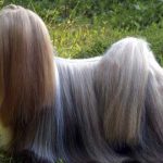 Los Lhasa Apso, los milenarios perros de los lamas