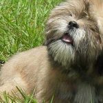 Los Lhasa Apso, los milenarios perros de los lamas