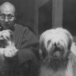 Los Lhasa Apso, los milenarios perros de los lamas
