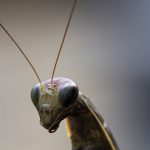 mantis