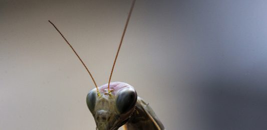 Por qué las mantis macho quieren ser devoradas tras el sexo