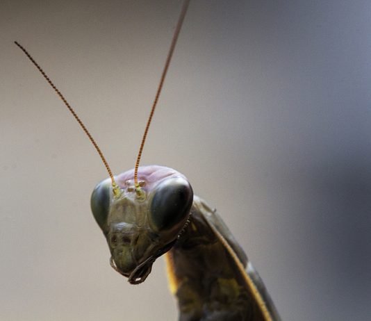 Por qué las mantis macho quieren ser devoradas tras el sexo Por qué las mantis macho quieren ser devoradas tras el sexo