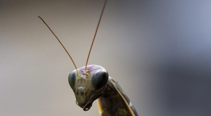 Por qué las mantis macho quieren ser devoradas tras el sexo