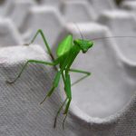 mantis