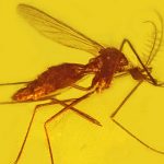 ¡5 cosas que te hacen atractivo para los mosquitos!