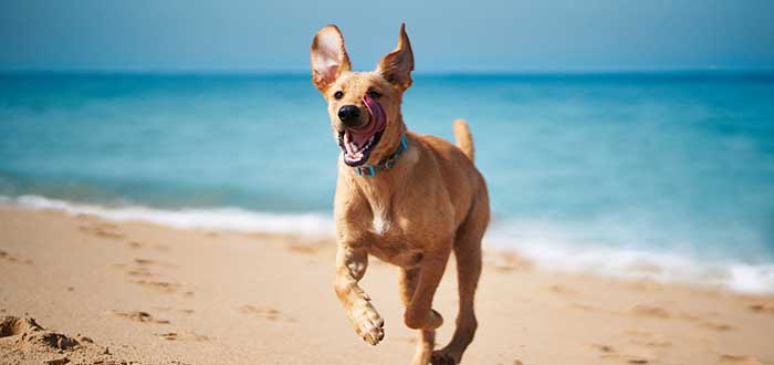 Mitos sobre los perros y su felicidad