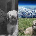 Los Lhasa Apso, los milenarios perros de los lamas