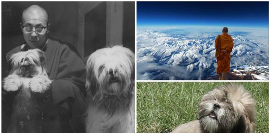 Los Lhasa Apso, los milenarios perros de los lamas Los Lhasa Apso, los milenarios perros de los lamas