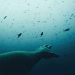 El misterioso silbido del mar Caribe