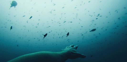 El misterioso silbido del mar Caribe