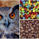 ¿Mente ágil y veloz? ¡Encuentra las caras entre estos objetos!