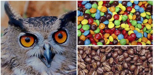 ¿Mente ágil y veloz? ¡Encuentra las caras entre estos objetos!