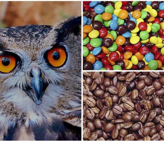 ¿Mente ágil y veloz? ¡Encuentra las caras entre estos objetos!