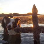 Porqué Roma encumbró a los gansos y crucificó perros