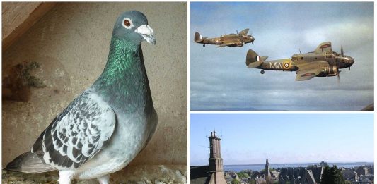 Winkie, la paloma que salvó un avión en la 2ª Guerra Mundial