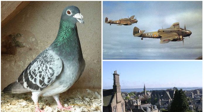 Winkie, la paloma que salvó un avión en la 2ª Guerra Mundial