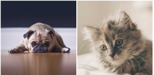 ¿Crees que tu perro o gato está deprimido?