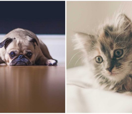 ¿Crees que tu perro o gato está deprimido?