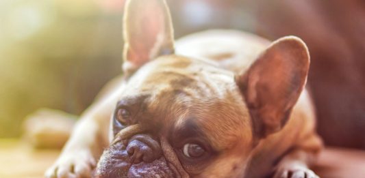 Nuestros perros cada vez MENOS fértiles ¿Por qué?