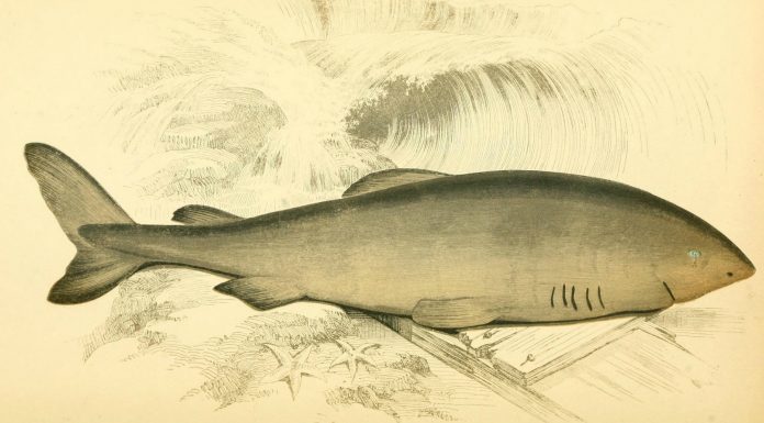 El tiburón que puede vivir 400 años, increíble misterio de la naturaleza