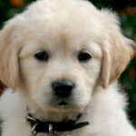 ¿Salvar a un cachorrito o a un niño desconocido? ¿Qué haría la mayoría?