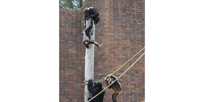 Los chimpancés también prefieren el trabajo en equipo, ¿es así?