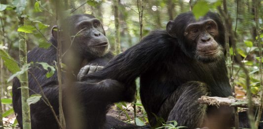Los chimpancés también prefieren el trabajo en equipo, ¿es así?