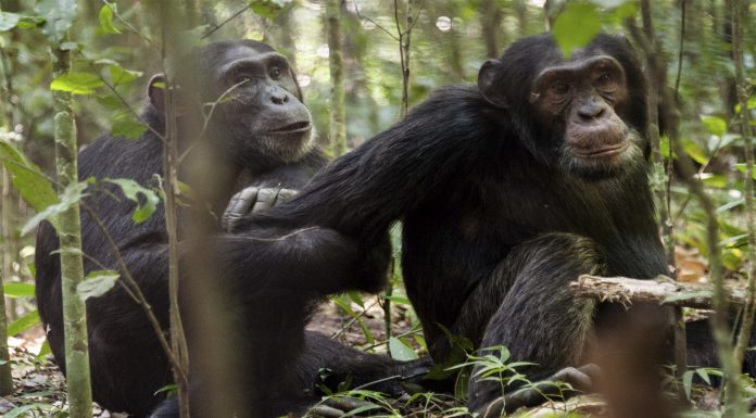 Los chimpancés también prefieren el trabajo en equipo, ¿es así?