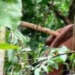 La tribu solitaria de Brasil