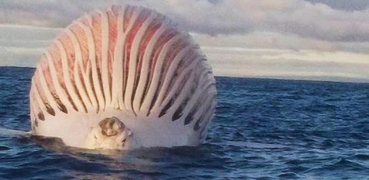 Hallan una misteriosa masa rosa y maloliente en el océano, ¿sabes qué es?