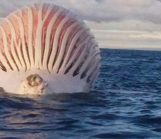 Hallan una misteriosa masa rosa y maloliente en el océano, ¿sabes qué es?