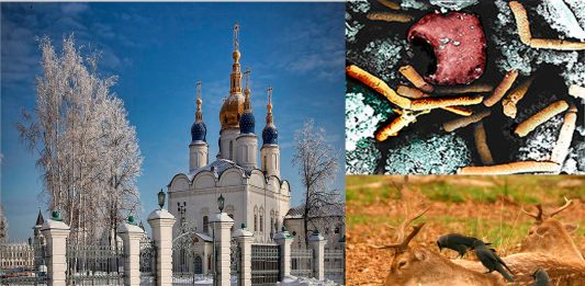 La PELIGROSA y antigua bacteria liberada en Siberia: miles de renos muertos La PELIGROSA y antigua bacteria liberada en Siberia: miles de renos muertos