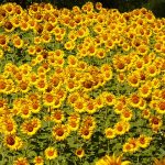 campo de girasoles