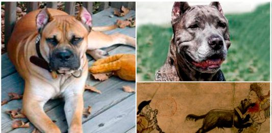 "Canes terribles": sangrientas masacres de los españoles en las Américas
