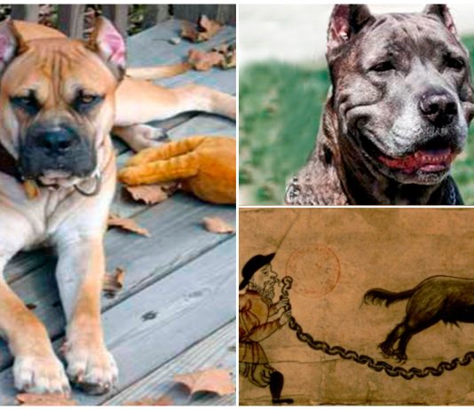 "Canes terribles": sangrientas masacres de los españoles en las Américas