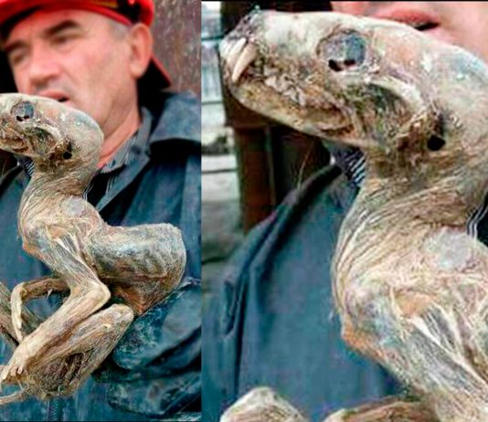 La EXTRAÑA criatura hallada congelada en Siberia La EXTRAÑA criatura hallada congelada en Siberia