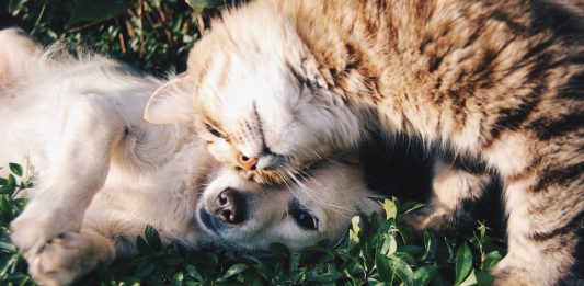 12 frases para aquellos que DE VERDAD adoran a los gatos y los perros 12 frases para aquellos que DE VERDAD adoran a los gatos y los perros