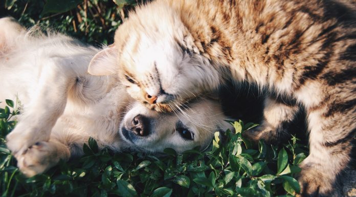12 frases para aquellos que DE VERDAD adoran a los gatos y los perros